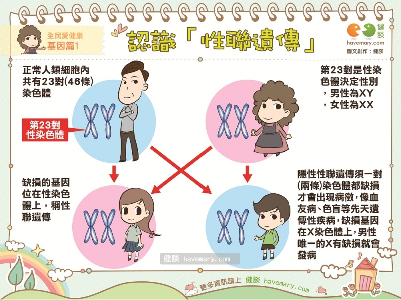 什麼是性聯遺傳 全民愛健康基因篇1 健談havemary Com 圖解健康生活大小事